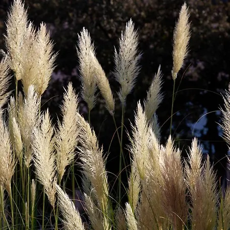 Les Lentisques 3* Cargèse