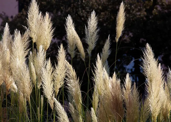 Les Lentisques 3* Cargèse